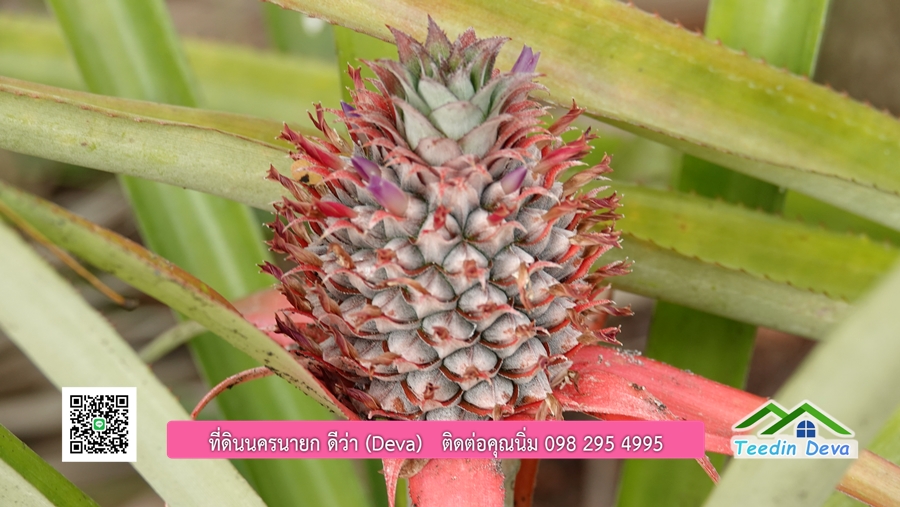 บ้านสวนผลไม้ สามารถเก็บผลผลิตได้เลย พื้นที่ 2 ไร่ 1 งาน อ.ปากพลี จ.นครนายก