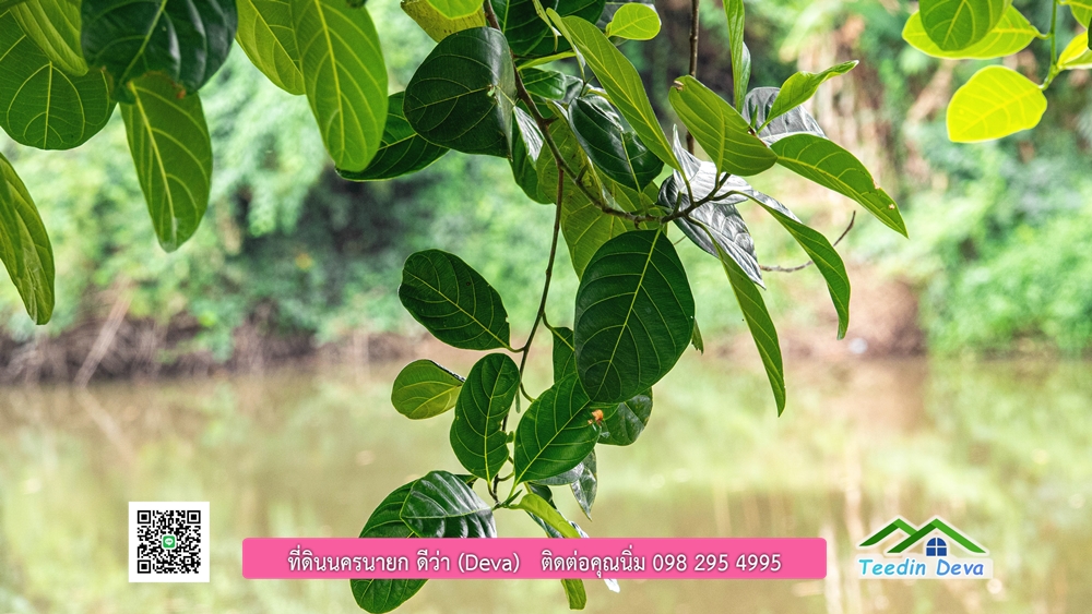 ที่ดินนครนายก ติดแม่น้ำ 14 ไร่ พื้นที่ติดแม่น้ำ 400 เมตร ชมลำธารสวยๆ บรรยากาศสบายๆ ต.สาริกา อ.เมือง จ.นครนายก