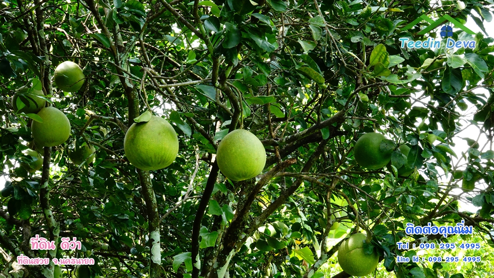 ที่ดินนครนายก สวนผลไม้ 2 ไร่ มีต้นพะยูง ต้นสักทอง ทุเรียน กาแฟ อยู่ใกล้เขื่อนขุนด่าน ต.สาริกา อ.เมือง จ.นครนายก