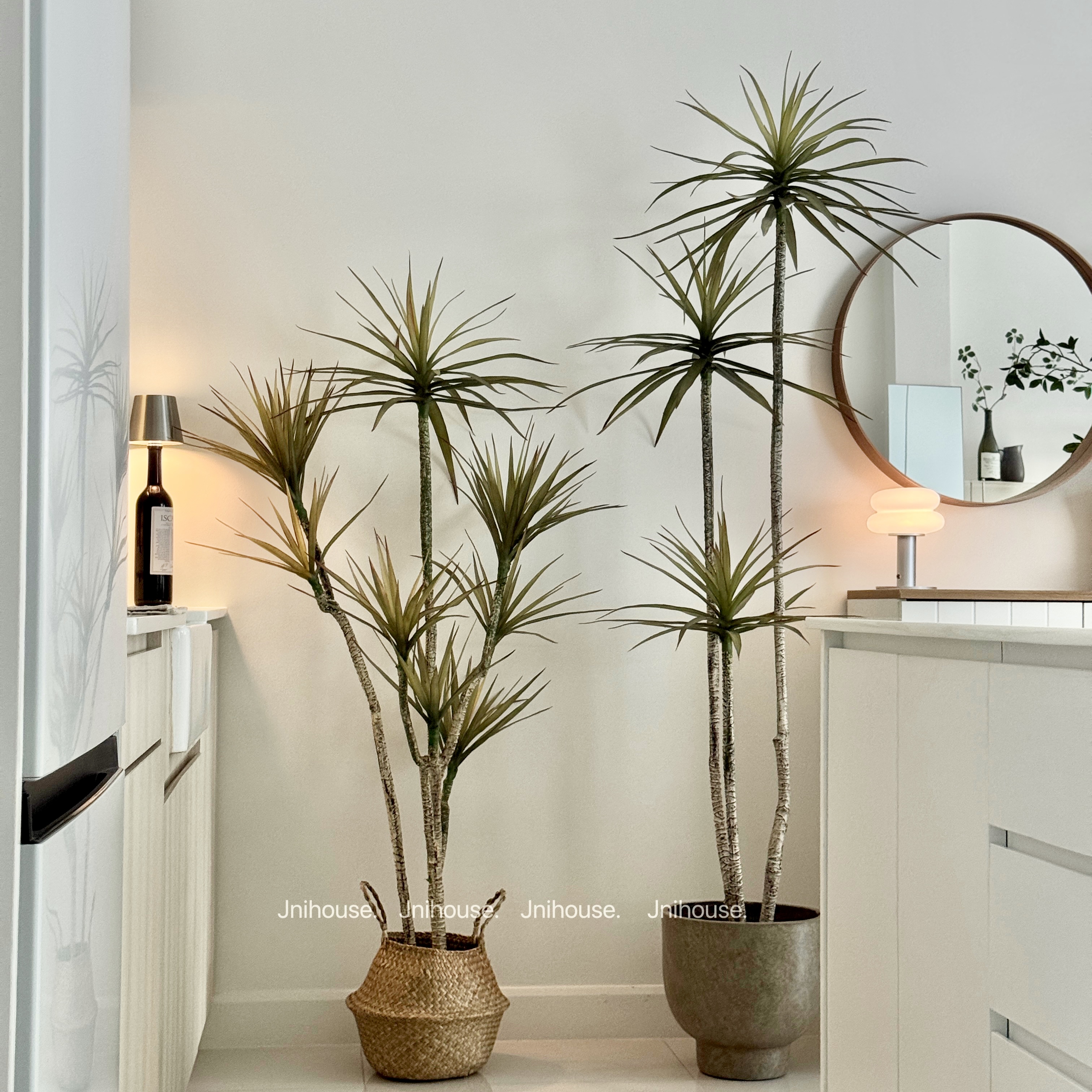 [พร้อมส่ง] Jnihouse : Dragon tree แถมตะกร้าสาน (Dracaena marginata)