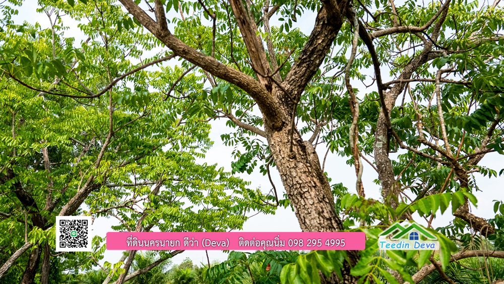 ขายที่ดิน สวนปาล์ม แปลงสวย ทำเลดี เนื้อที่ 11-3-8 ไร่ ให้ผลผลิตแล้ว อ.ปากพลี จ.นครนายก