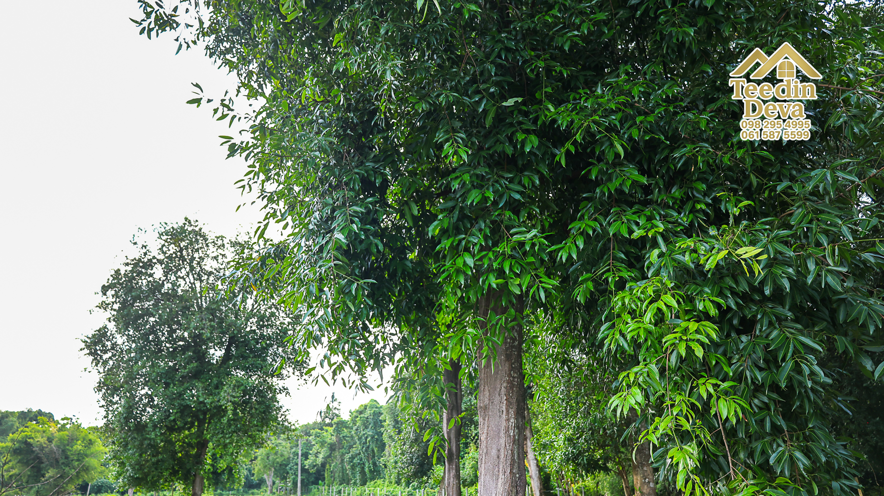 ที่ดินนครนายก ติดแม่น้ำ เนื้อที่ 4 ไร่ 2 งาน 64 ตรว. ต.สาริกา อ.เมือง จ.นครนายก