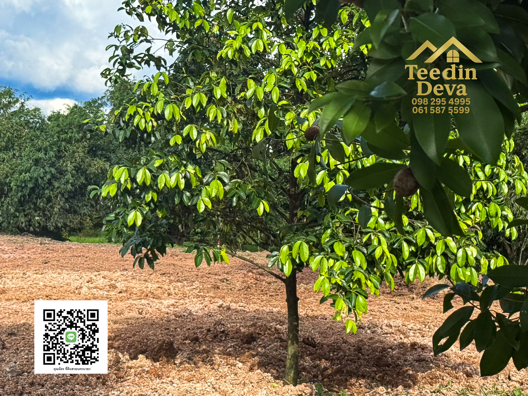 🌄 บ้านสวนผลไม้ในฝันกลางวิวเขาใหญ่ — 2 ไร่ 45 ตรว. ต.นาหินลาด อ.ปากพลี จ.นครนายก 🍃