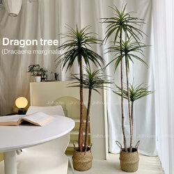 [พร้อมส่ง] Jnihouse : Dragon tree แถมตะกร้าสาน (Dracaena marginata)