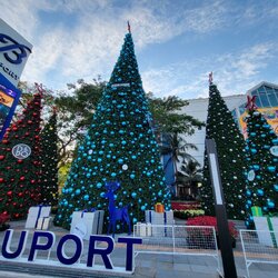 Christmas tree for rent