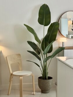 [พร้อมส่ง] ต้นปักษาสวรรค์ประดิษฐ์สูง 180 cm (ใบอ่อน)