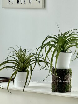 [พร้อมส่ง] Jnihouse : ต้นสับปะรดอากาศประดิษฐ์+กระถางขาว