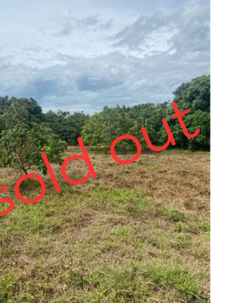 ขายที่ดินสวยสวนลำไย จ.เชียงใหม่ มีผลผลิตพร้อมเก็บเกี่ยวสร้างกำไรเลยคะ (เหมาะลงทุน) (N.438)