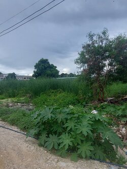 ขายที่ดินสวย สามารถเข้าได้ทั้งทุ่งเศรษฐี 17 และทุ่งเศรษฐี 19 ใกล้Megaบางนา (N.1006)