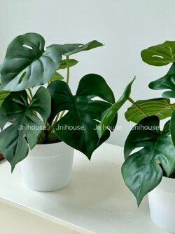 [พร้อมส่ง] Jnihouse : มอนสเตร่าเล็กกระถางขาว (Tree)