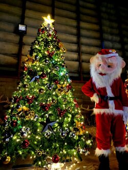 ต้นสนปลอมให้เช่า"ประเทศไทย"