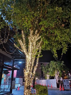 ให้เช่าไฟประดับต้นไม้ 100เมตร เลือกสีได้ พร้อมติดตั้ง