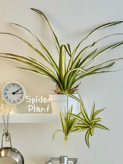 [พร้อมส่ง] Jnihouse : ต้นวาสนาราชินีกระถางขาว Spider plants (Tree)