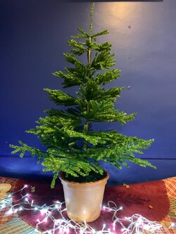 ให้เช่าต้นคริสต์มาสปลอม ใบนอก มีกระถาง ขนาด 2ฟุต