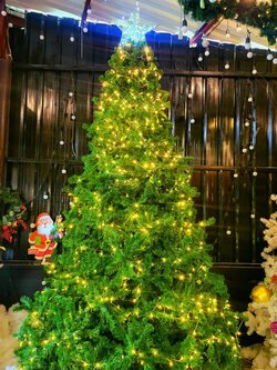 ให้เช่าต้นคริสต์มาสสีเขียวแบบประดับไฟ