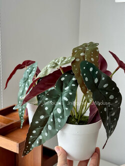 [พร้อมส่ง] Jnihouse : ต้นบีโกเนียประดิษฐ์เล็กกระถางขาว (Tree)