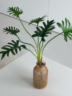 [พร้อมส่ง] Jnihouse : กิ่งต้นซานาดู (Xanadu Plant)(Tree)