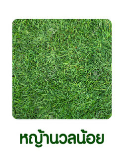 หญ้านวลน้อย