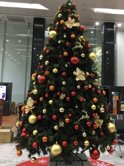 แคตตาล๊อกการเช่าต้นคริสต์มาส catalog Forrent