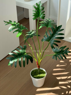 [พร้อมส่ง] Jnihouse : ต้นซานาดู (Xanadu Plant)(Tree)