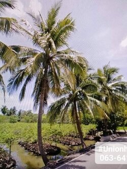 ขายด่วนที่ดินสวนผสมราคาถูก3,200 /วา อ.สามพราน จ.นครปฐม (N.530)