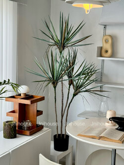 [พร้อมส่ง] Jnihouse : Dragon Tree ต้นไม้ประดิษฐ์ ขนาดสูง 130 cm (Tree)