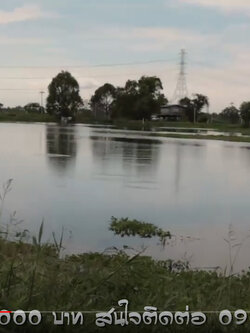 ขายที่ดินสำหรับทำการเกษตร หรือเพราะเลี้ยงสัตว์น้ำ พนัสนิคม ชลบุรี บ่อเลี้ยงปลา เลี้ยงกุ้ง #ขายที่ดิน #พนัสนิคม