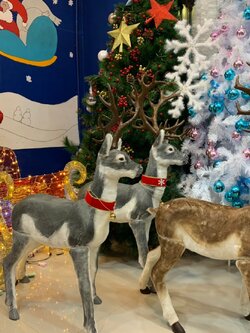 ให้เช่าของตกแต่ง กวางเรนเดียร์พร้อมรถเลื่อนราชรถ