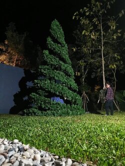 สำหรับการเช่าต้นคริสต์มาสทรงกรวย ชนิดเกลียวสน ขนาด5เมตร