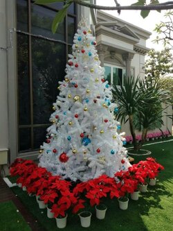 ต้นคริสต์มาสสีขาวพร้อมของตกแต่งขนาด 12 ฟุต