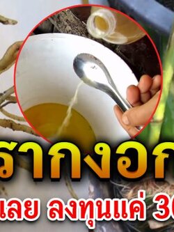 สอนทำ “น้ำยาเร่งราก” ทำใช้เองประหยัด ไม่ต้องหมัก รากงอกเร็ว