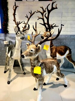 ให้เช่าsetกวางคริสต์มาส3ชิ้น