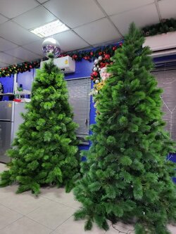 อยากให้คุณได้เห็น"สายพันธุ์ต้นคริสต์มาสปลอม"