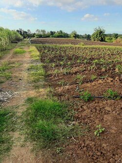 ขายด่วนที่ดินเปล่า แปลงใหญ่ริมแม่น้ำป่าสัก (N.604)