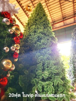 สน 20 ฟุต ใบปลายแตก