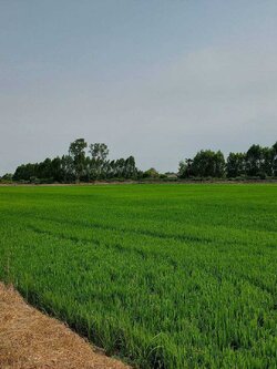 *ขายที่ดินเปล่าราคาถูก ติดถนนบางบัวทอง-สุพรรณบุรี (สาย 304)* (N.1003)