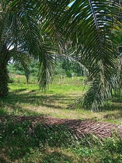 ขายที่ดินพร้อมสวนปาล์ม 21 ไร่ อ.ทุ่งใหญ่ จ.นครศรีธรรมราช (N.689)