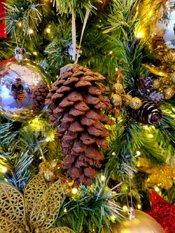 ลูกสนไม้ใหญ่