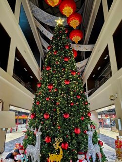 ต้นคริสต์มาสปลอมทรงกรวยสูง 8 เมตร ใบสนเขียวธรรมชาติ พร้อมของประดับ