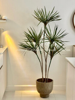 [พร้อมส่ง] Jnihouse : Dragon Tree ต้นไม้ประดิษฐ์ ขนาดสูง 150 cm (Tree)