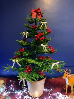 ให้เช่าประดับฮอลลี่ให้เช่า ขนาด 3ฟุต