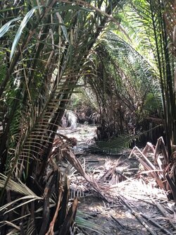 ขายที่ดินเปล่าบางกระเจ้า พระประแดง 6-3-30 ไร่ (N.155)