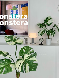 [พร้อมส่ง] Jnihouse : ต้นมอนสเตร่าประดิษฐ์กระถางขาว (Monstera Plant)(Tree)