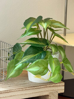 [พร้อมส่ง] Jnihouse : ต้นพลูด่างประดิษฐ์+กระถางพลาสติกขาว