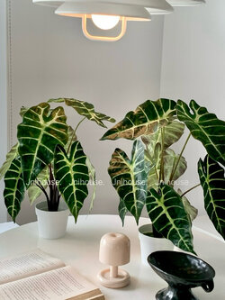 [พร้อมส่ง] Jnihouse : ต้นอโลคาเซีย ซานเดอเรียนาประดิษฐ์