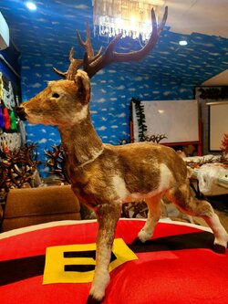 ให้เช่ากวางเรนเดียร์คริสต์มาส 85cm.