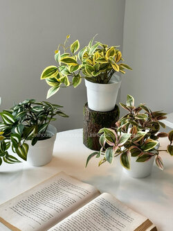 [พร้อมส่ง] Jnihouse : (รุ่นสั้น)ต้นก้ามปูด่างประดิษฐ์+กระถางพลาสติกขาว