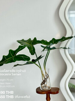 [พร้อมส่ง] Jnihouse : กิ่งไม้ประดิษฐ์ อโลคาเซีย ซาเรียน (หูช้าง)(Tree)