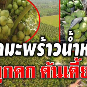 เทคนิคการปลูกมะพร้าวน้ำหอม ลูกดกต้นเตี้ย