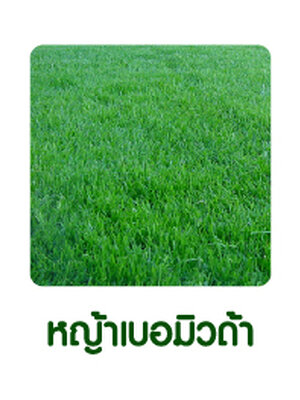 หญ้าเบอมิวด้า